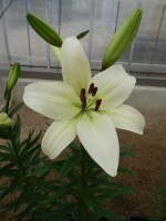 [5110 Sotara VH No01.JPG]